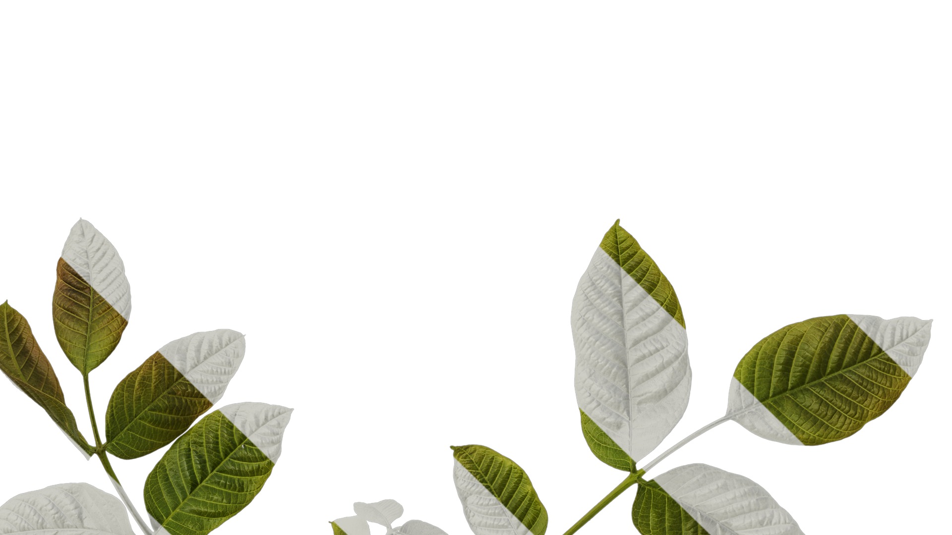 Anydrafts Juglans regia Atlas 03 Texture_5