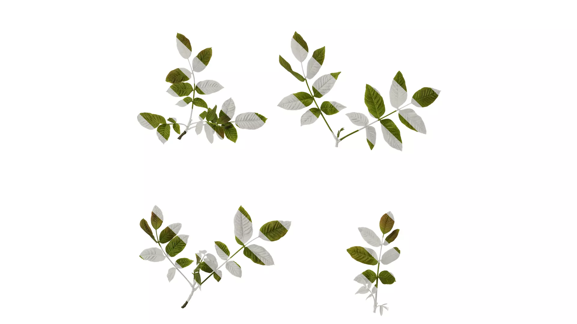 Anydrafts Juglans regia Atlas 03 Texture_0