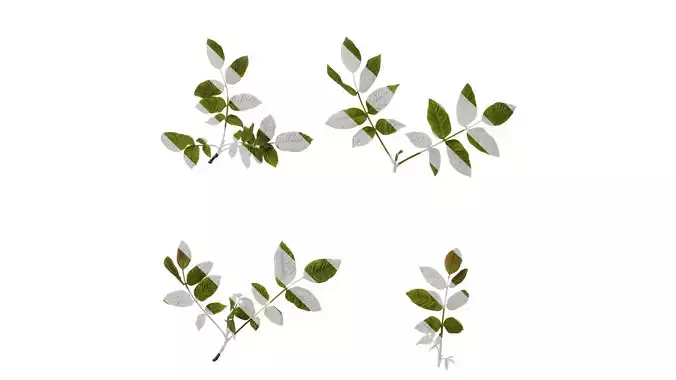 Anydrafts Juglans regia Atlas 03