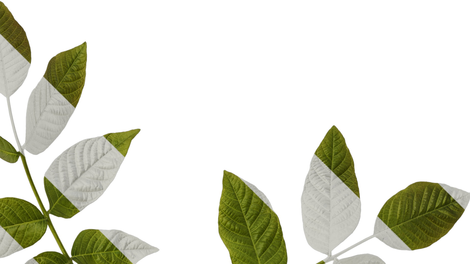 Anydrafts Juglans regia Atlas 03 Texture_2