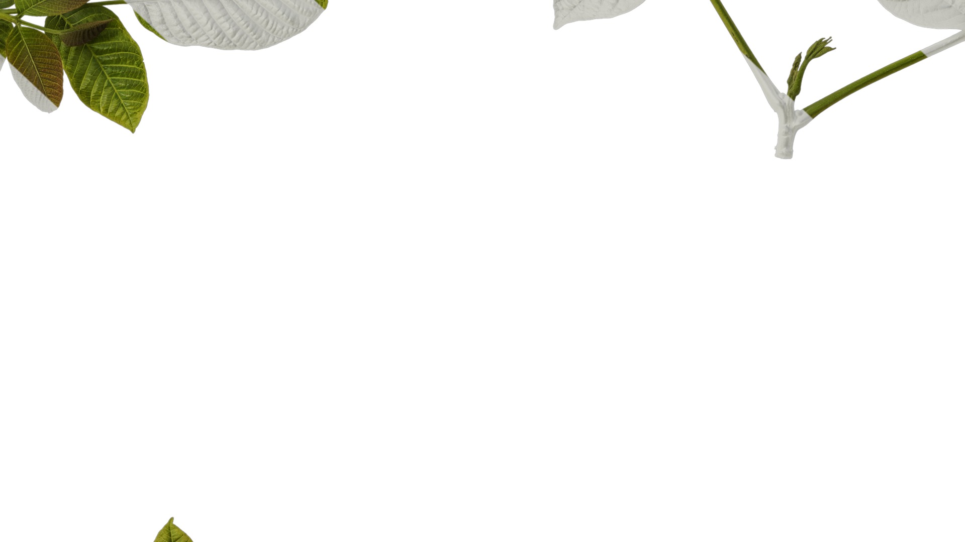 Anydrafts Juglans regia Atlas 03 Texture_7