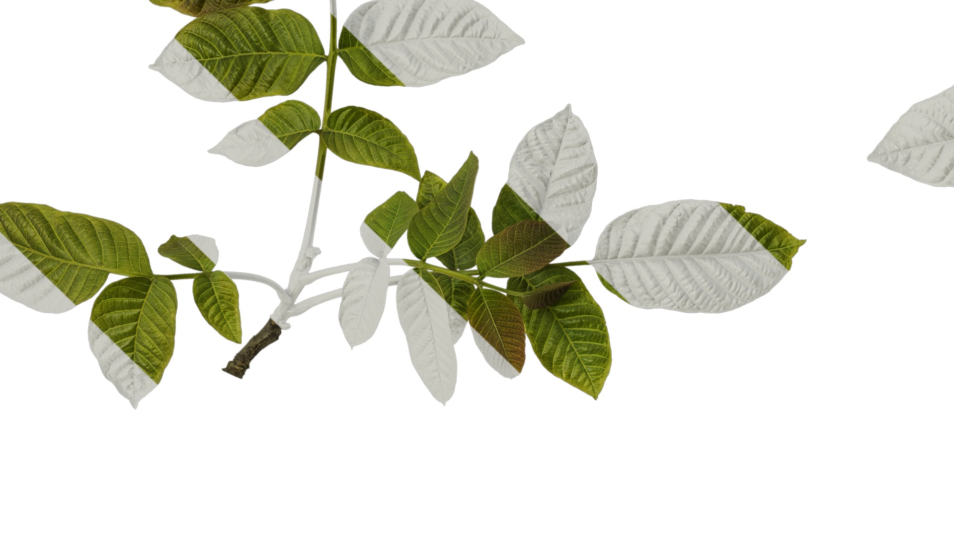 Anydrafts Juglans regia Atlas 03 Texture_3