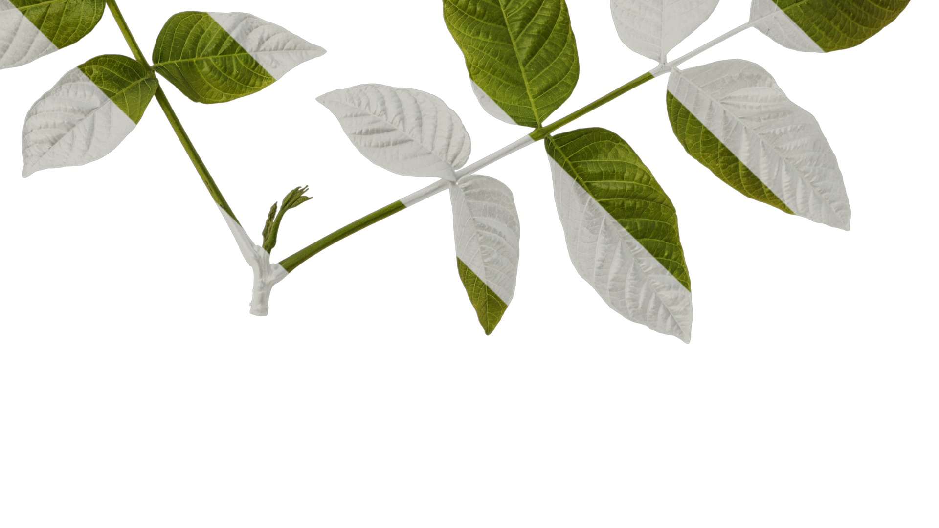 Anydrafts Juglans regia Atlas 03 Texture_4