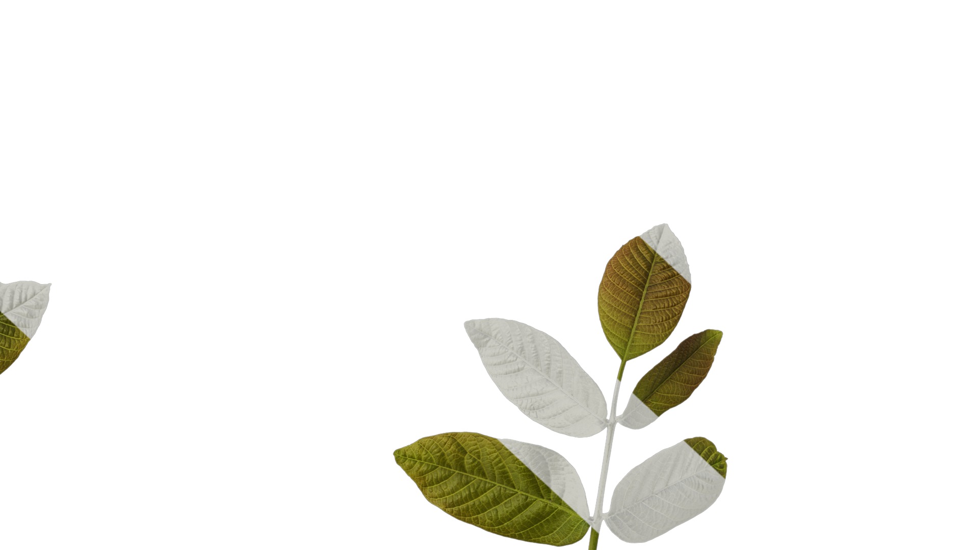 Anydrafts Juglans regia Atlas 03 Texture_6