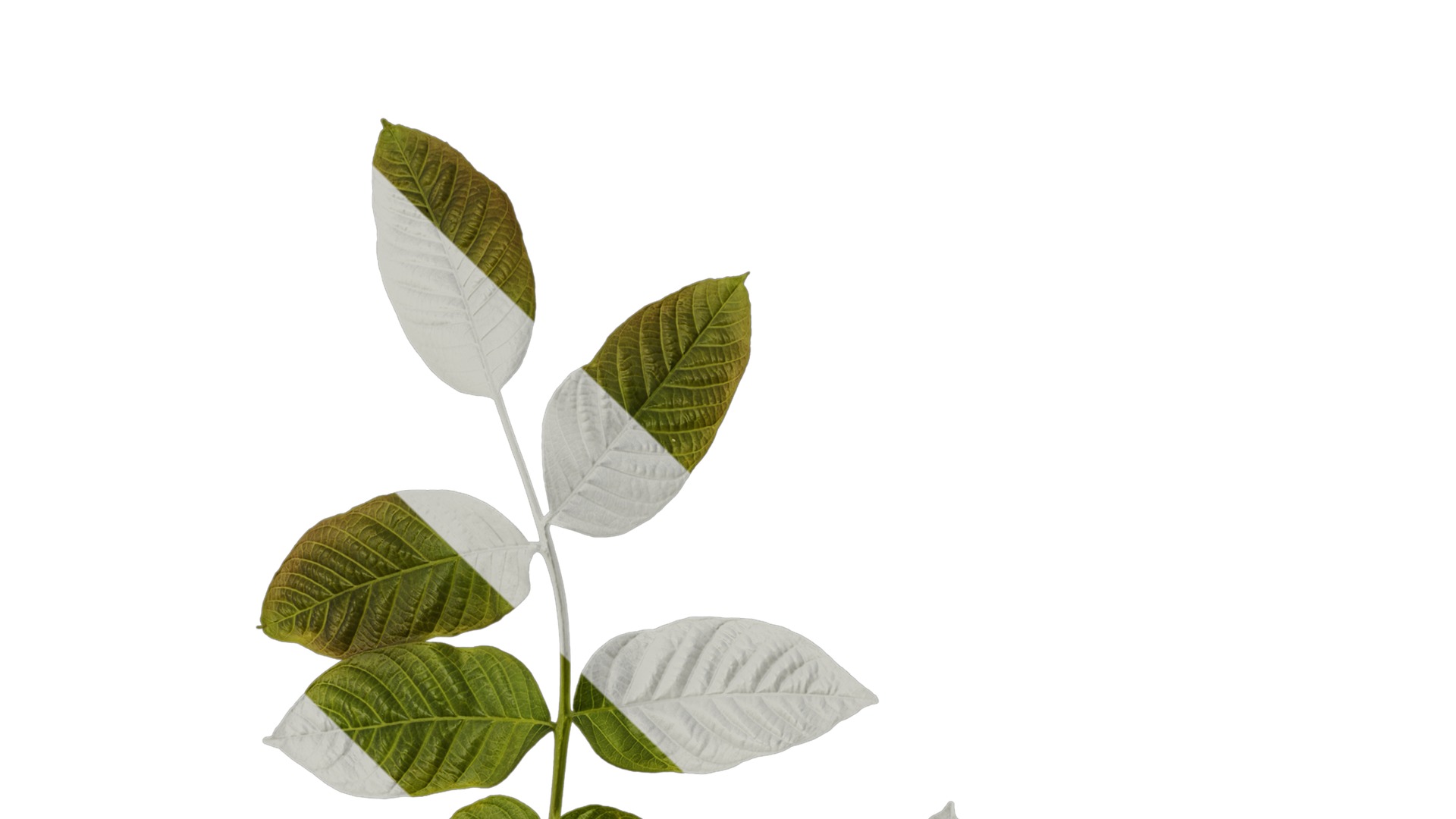 Anydrafts Juglans regia Atlas 03 Texture_1