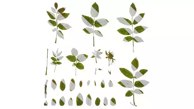 Anydrafts Juglans regia Atlas 04