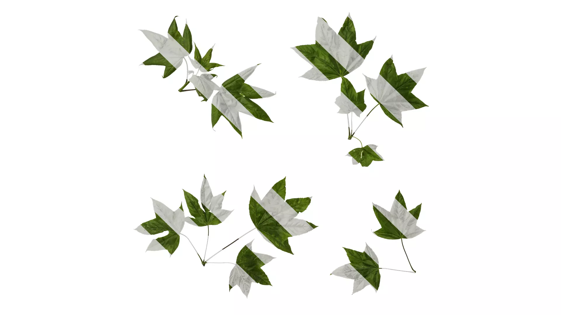 Anydrafts Kalopanax septemlobus Atlas 01 Texture_0