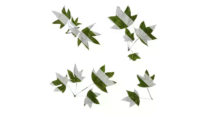 Anydrafts Kalopanax septemlobus Atlas 01