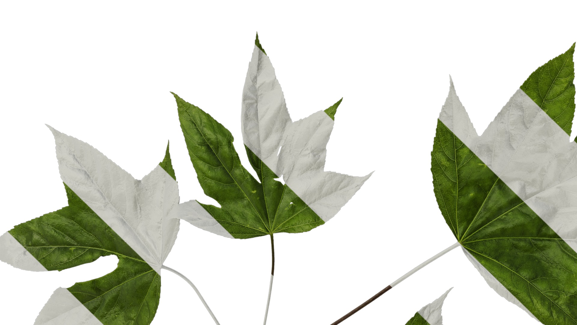 Anydrafts Kalopanax septemlobus Atlas 01 Texture_5