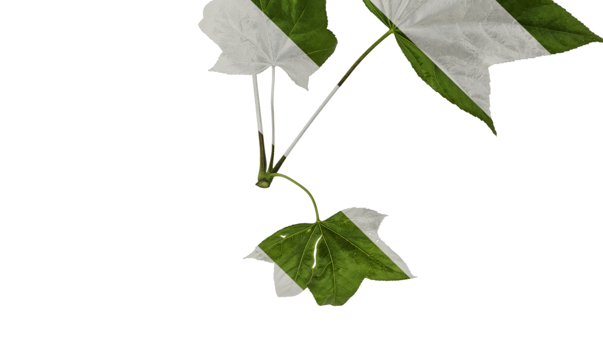 Anydrafts Kalopanax septemlobus Atlas 01 Texture_4