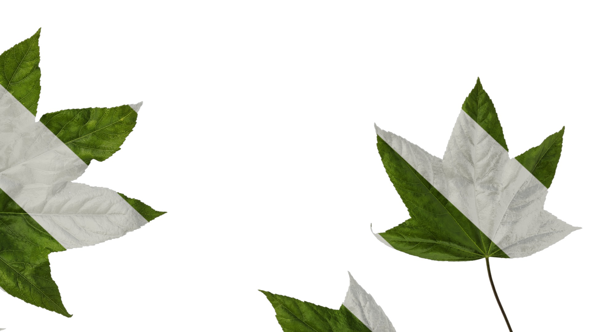 Anydrafts Kalopanax septemlobus Atlas 01 Texture_6