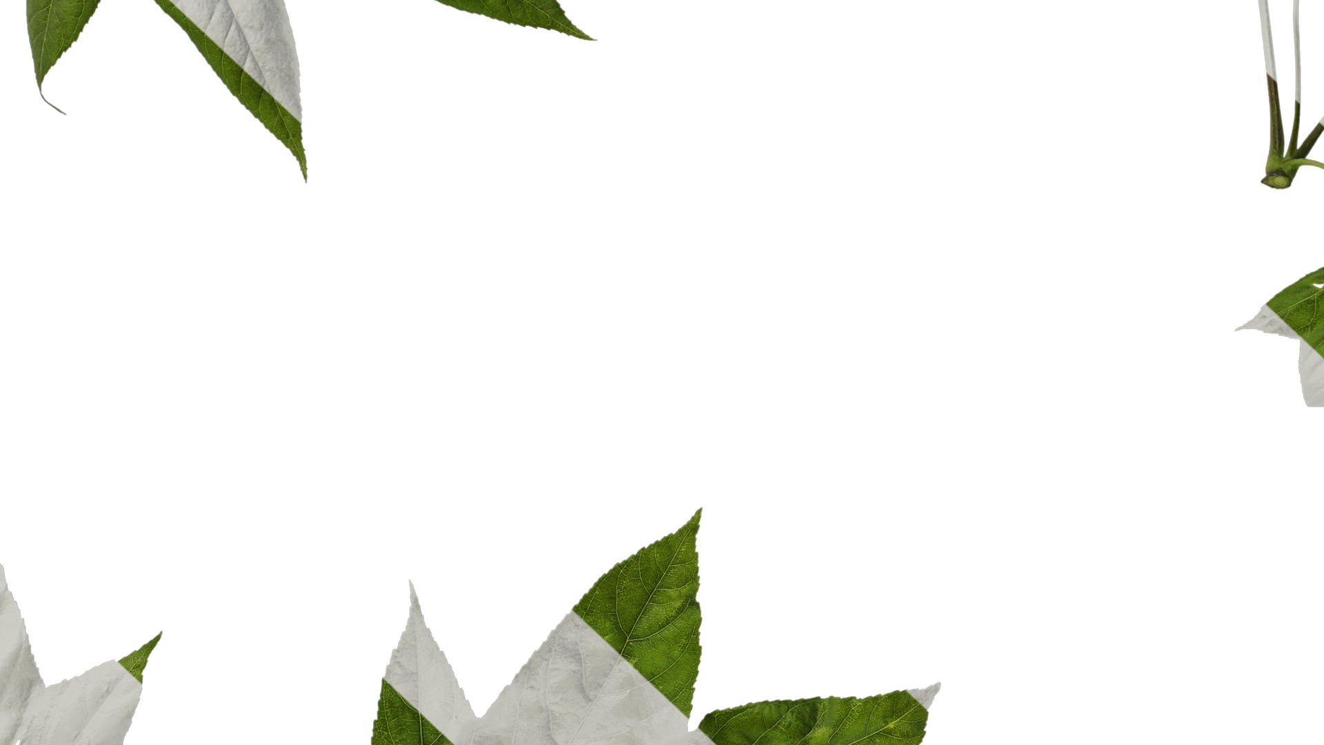 Anydrafts Kalopanax septemlobus Atlas 01 Texture_7