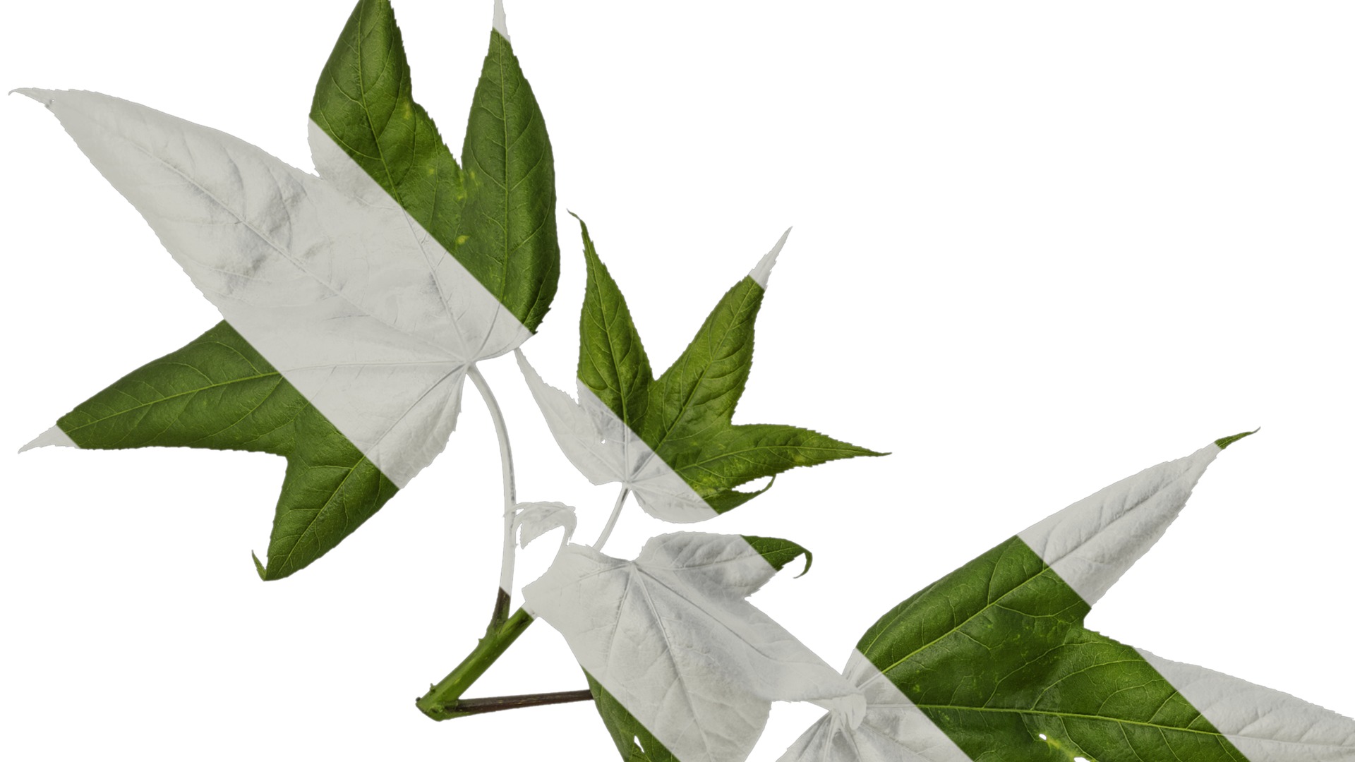 Anydrafts Kalopanax septemlobus Atlas 01 Texture_1