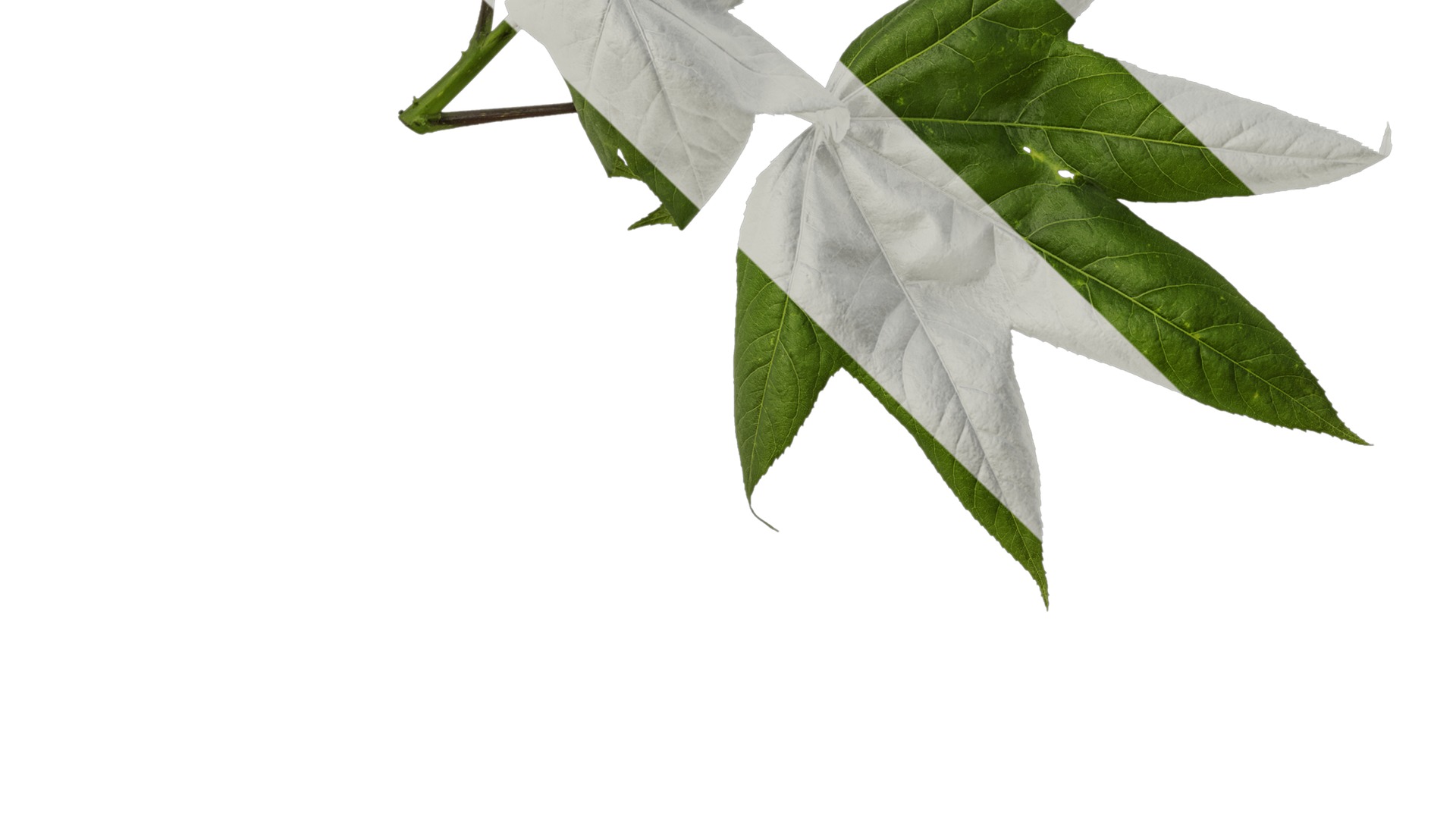 Anydrafts Kalopanax septemlobus Atlas 01 Texture_3