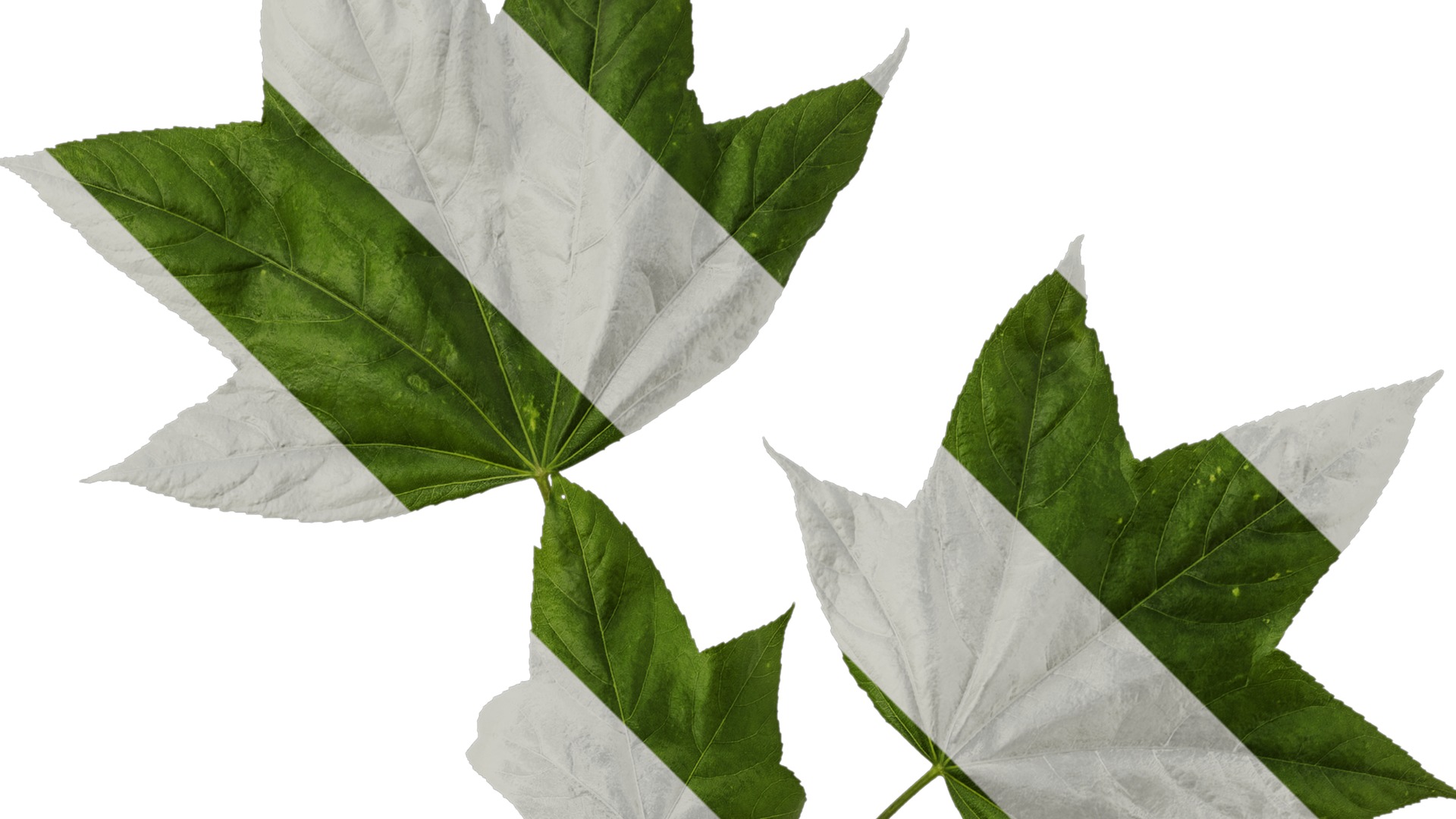 Anydrafts Kalopanax septemlobus Atlas 01 Texture_2