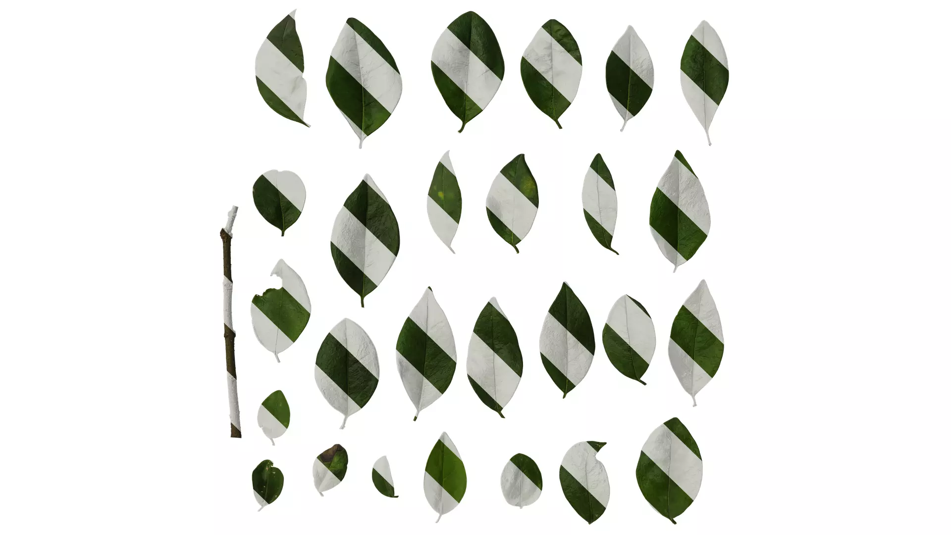 Anydrafts Ligustrum compactum Leaf 05 Texture