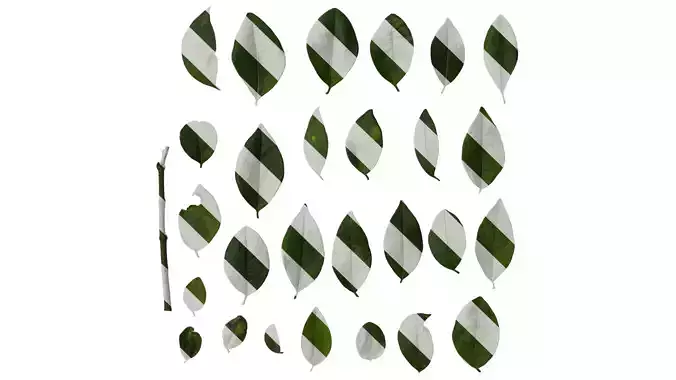 Anydrafts Ligustrum compactum Leaf 05