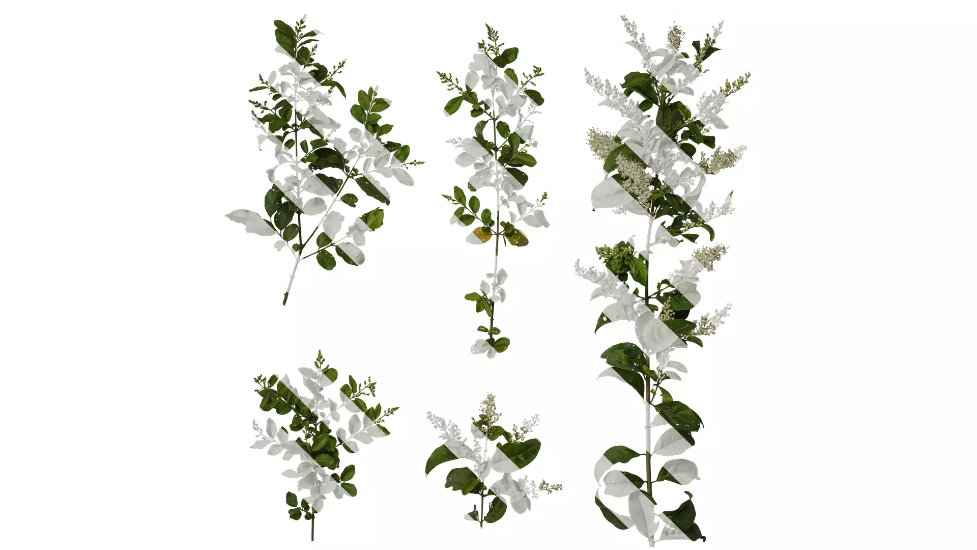 Anydrafts Ligustrum quihoui Atlas 05 Texture