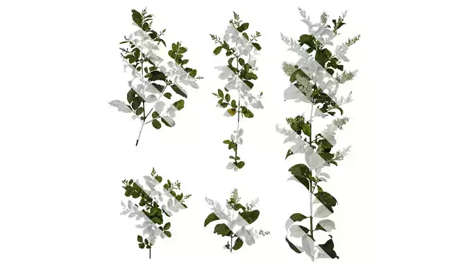 Anydrafts Ligustrum quihoui Atlas 05