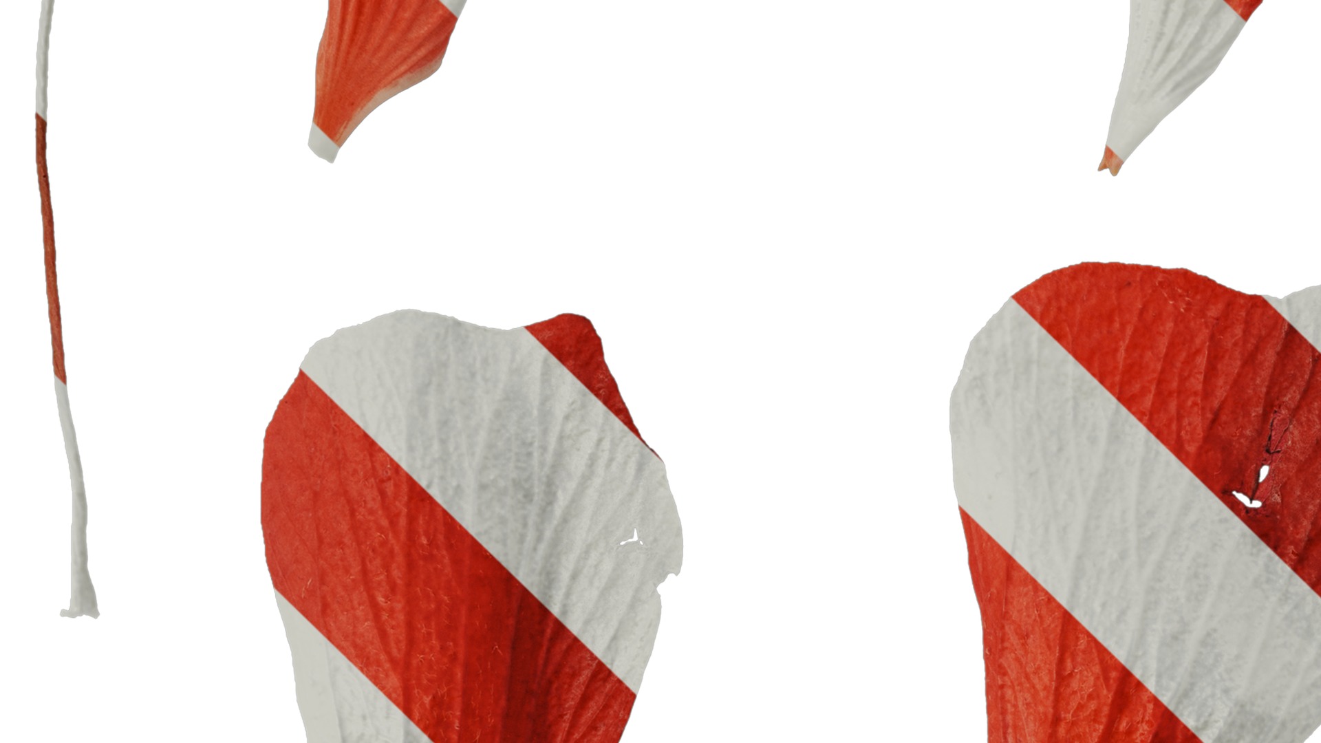 Anydrafts Malvaviscus arboreus Flower 01 Texture_3