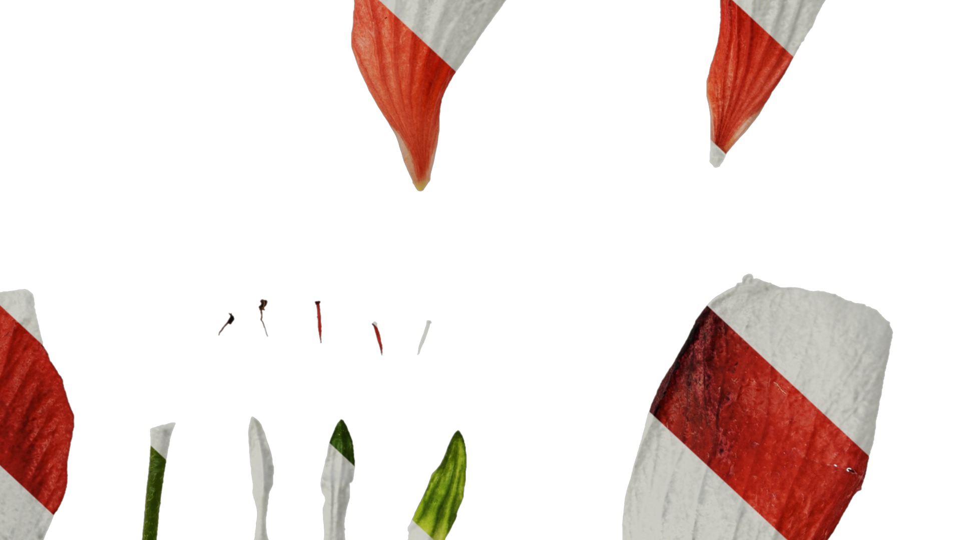 Anydrafts Malvaviscus arboreus Flower 01 Texture_6