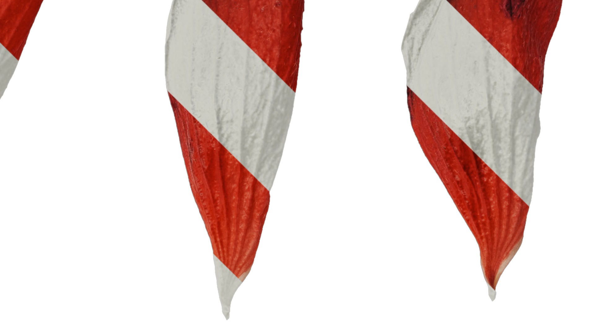 Anydrafts Malvaviscus arboreus Flower 01 Texture_2