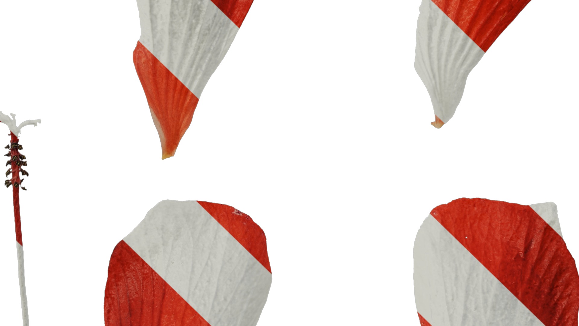 Anydrafts Malvaviscus arboreus Flower 01 Texture_5