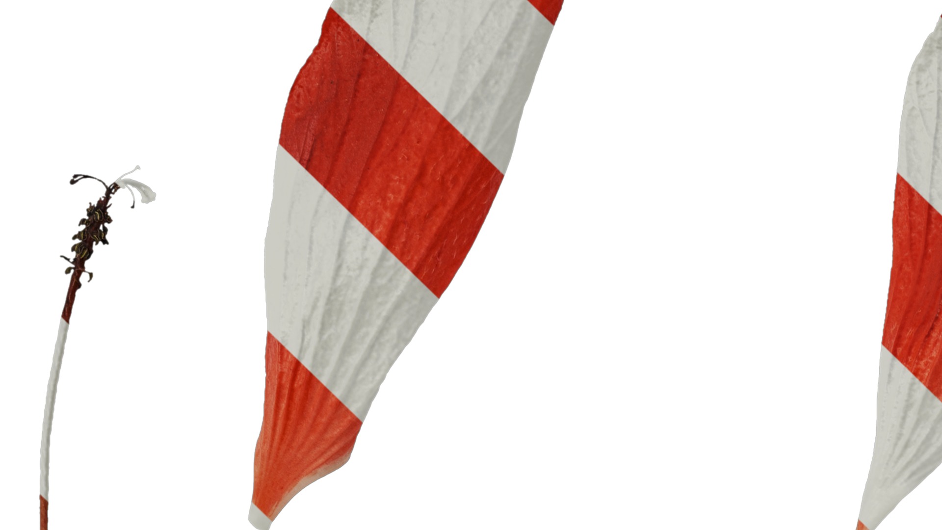 Anydrafts Malvaviscus arboreus Flower 01 Texture_1