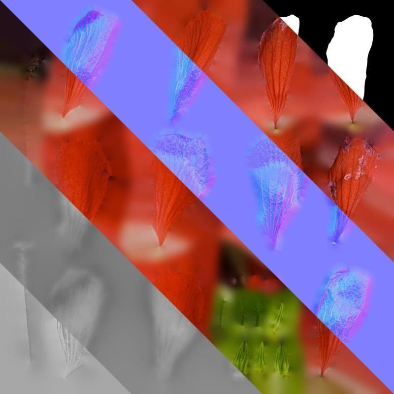 Anydrafts Malvaviscus arboreus Flower 01 Texture_8