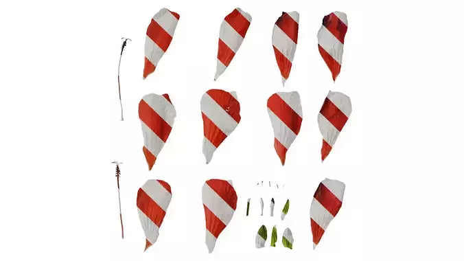 Anydrafts Malvaviscus arboreus Flower 01