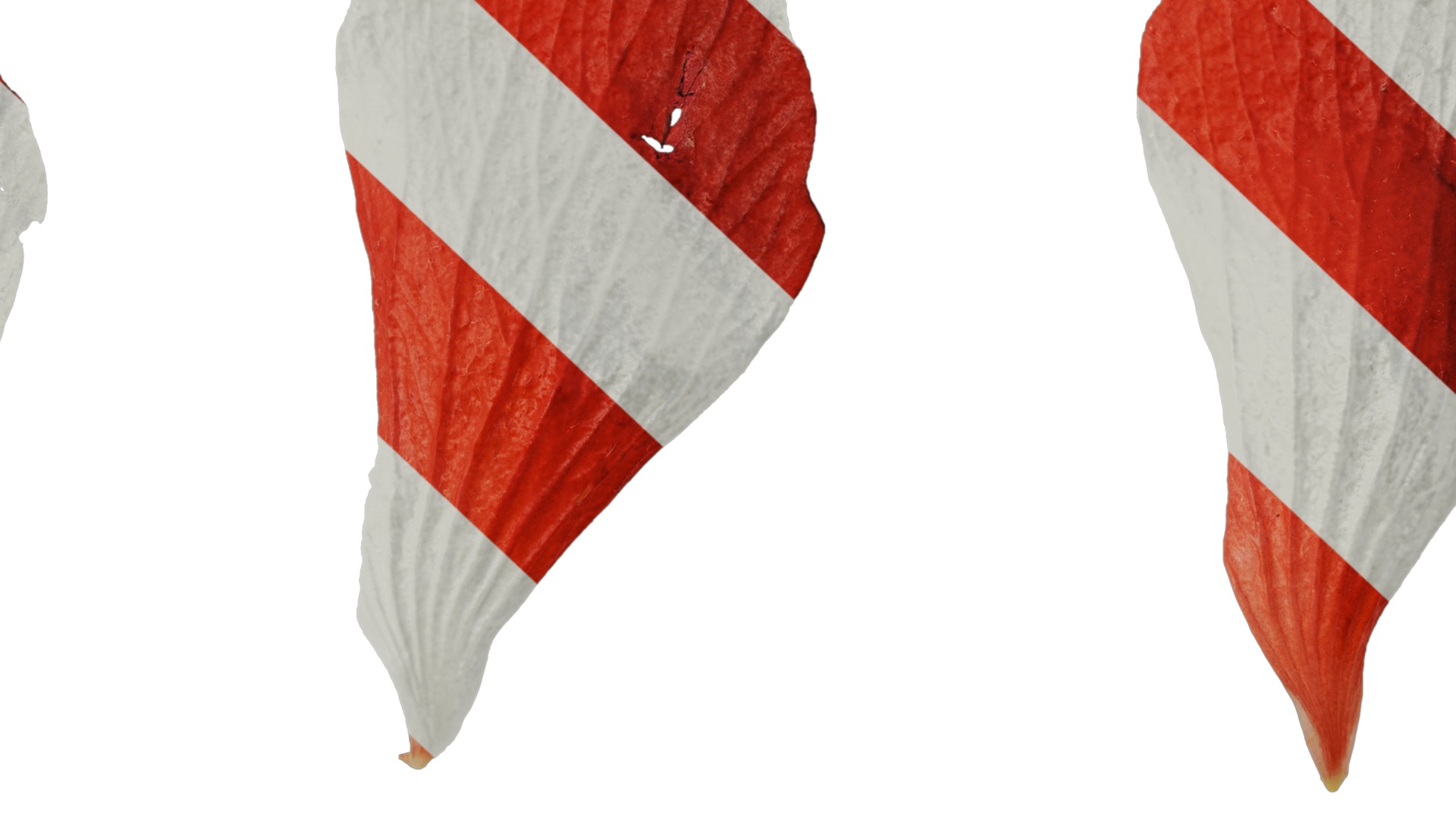 Anydrafts Malvaviscus arboreus Flower 01 Texture_7