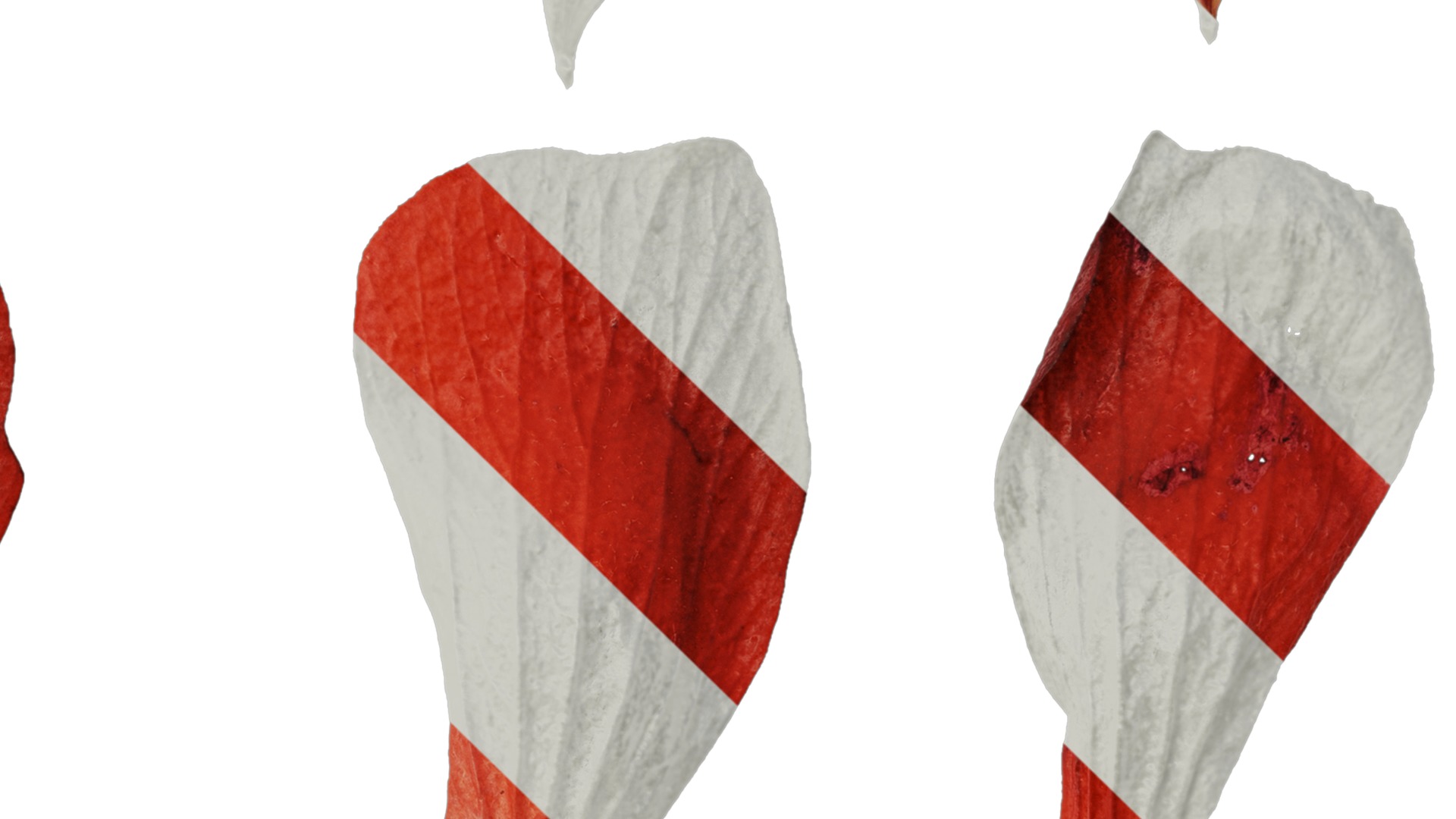 Anydrafts Malvaviscus arboreus Flower 01 Texture_4