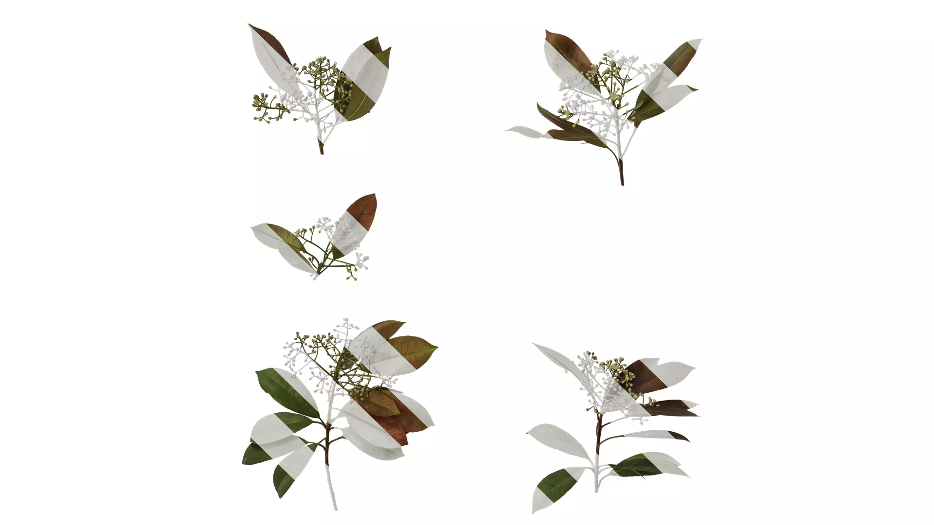 Anydrafts Photinia x fraseri Atlas 04 Texture
