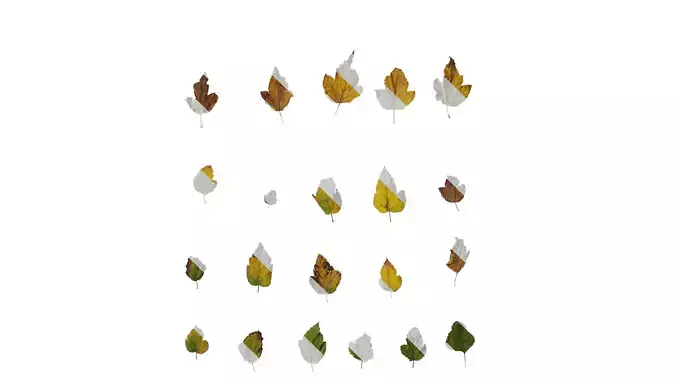 Anydrafts Physocarpus amurensis Leaf 03