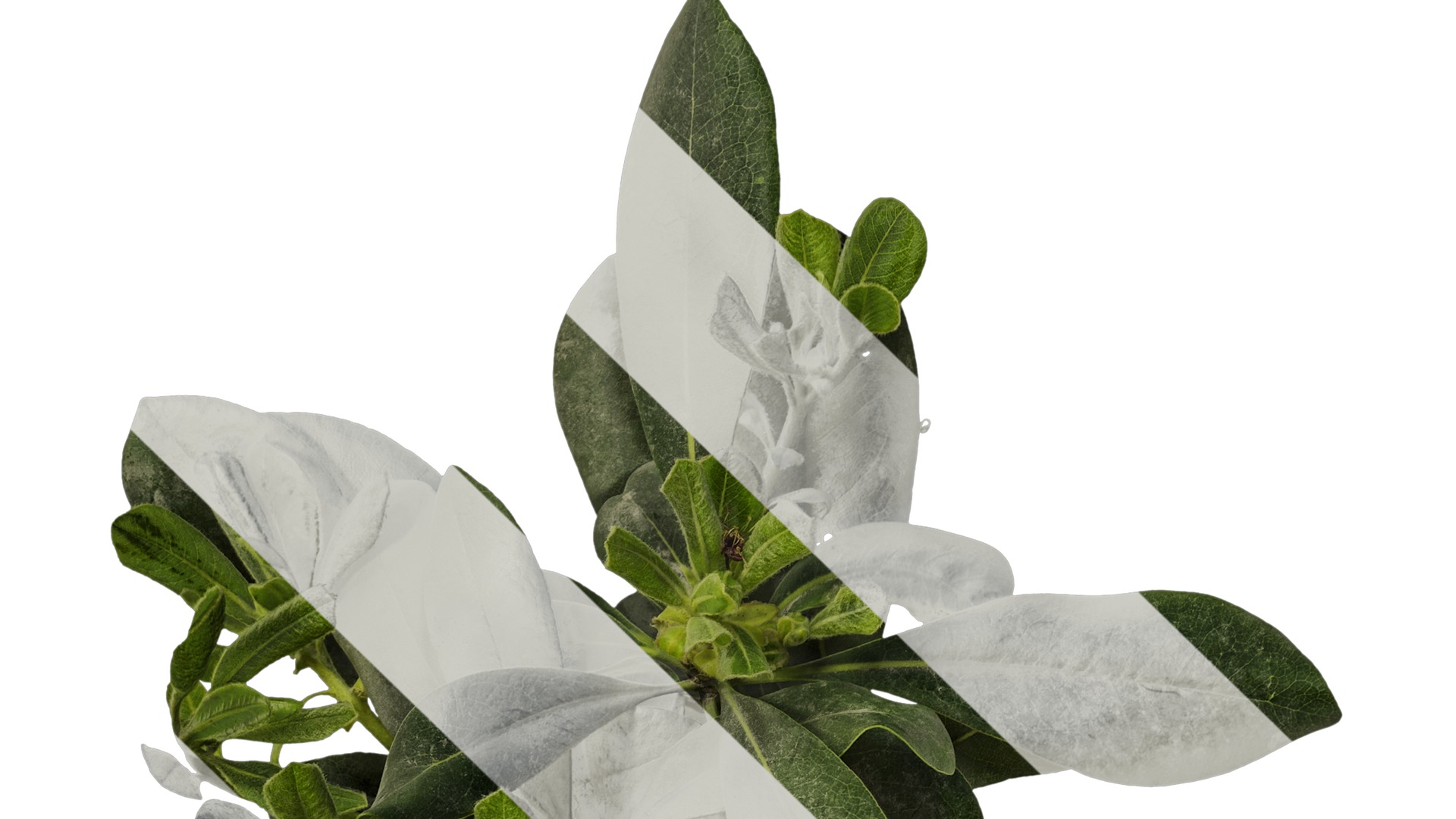 Anydrafts Pittosporum glabratum Atlas 02 Texture_5