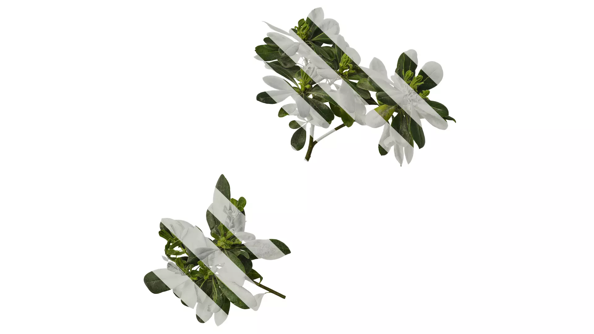 Anydrafts Pittosporum glabratum Atlas 02 Texture_0