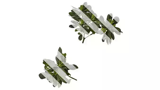 Anydrafts Pittosporum glabratum Atlas 02