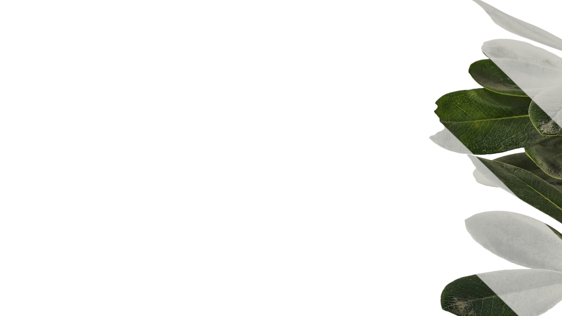 Anydrafts Pittosporum glabratum Atlas 02 Texture_1