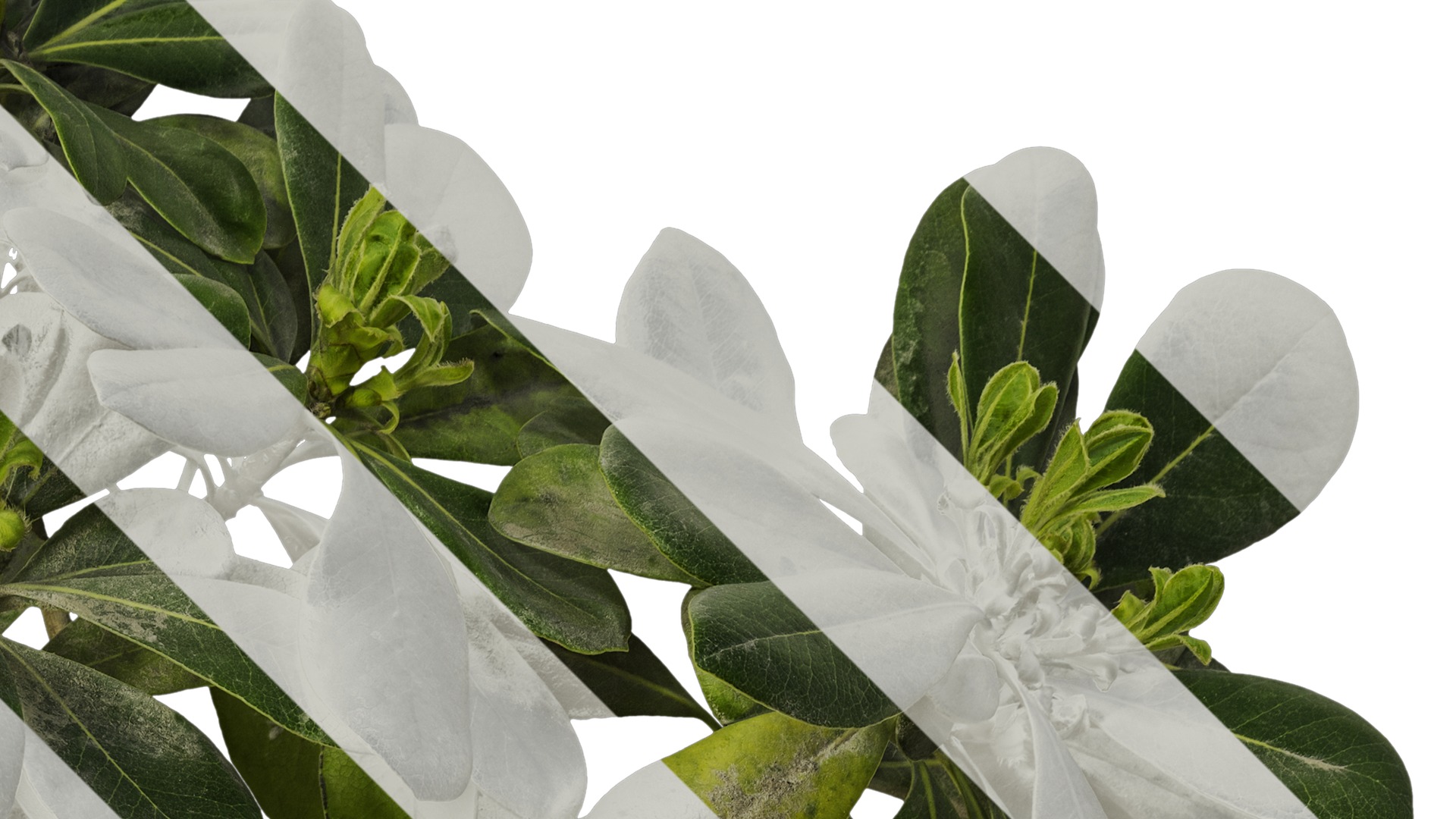 Anydrafts Pittosporum glabratum Atlas 02 Texture_2