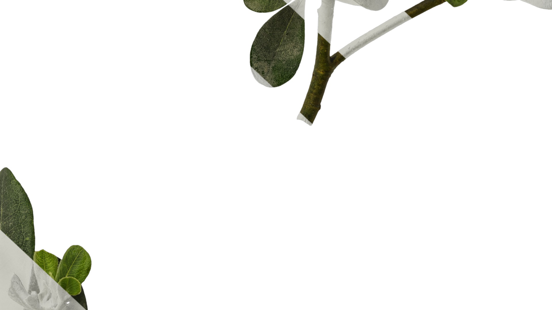 Anydrafts Pittosporum glabratum Atlas 02 Texture_7