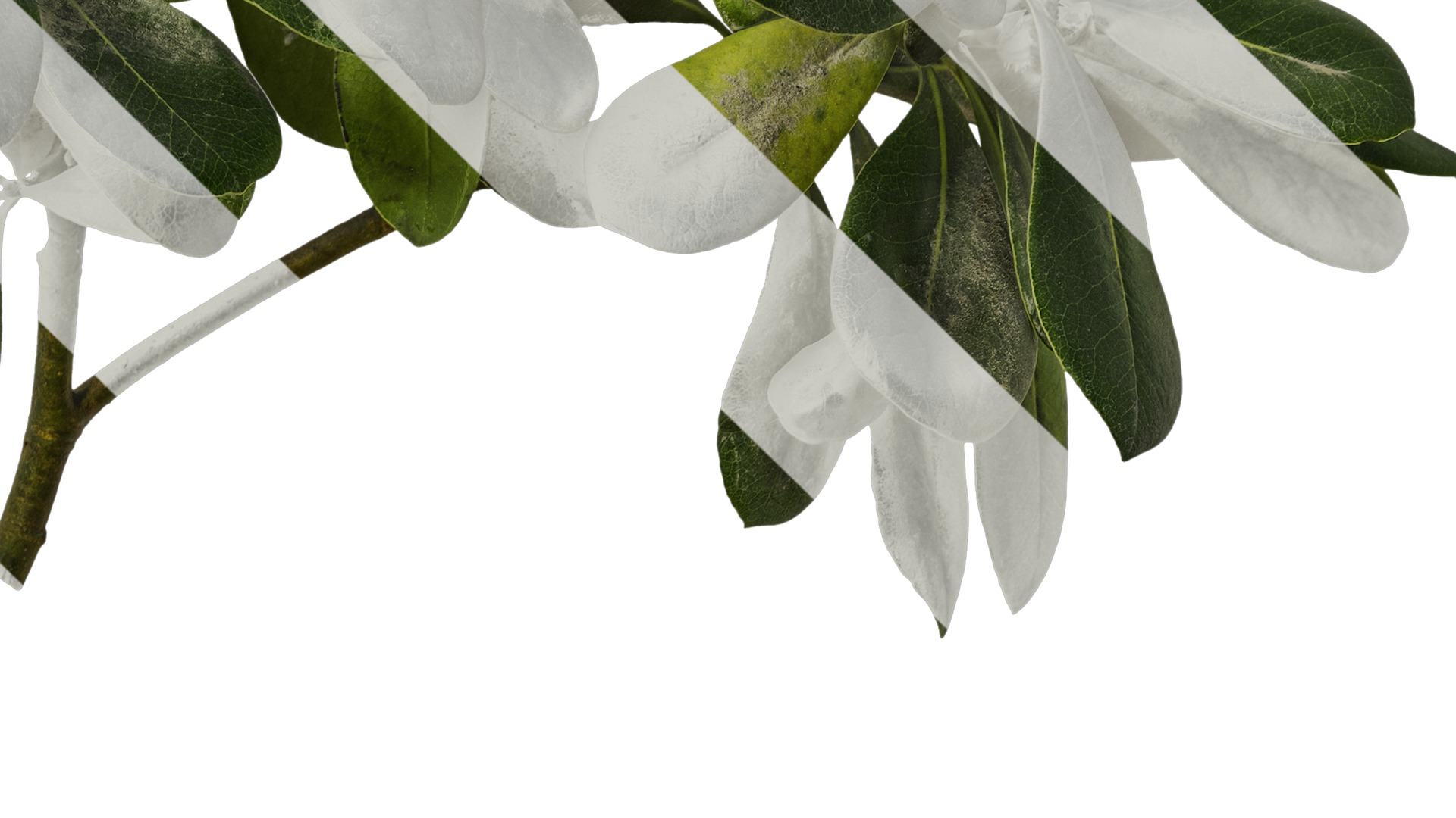 Anydrafts Pittosporum glabratum Atlas 02 Texture_4