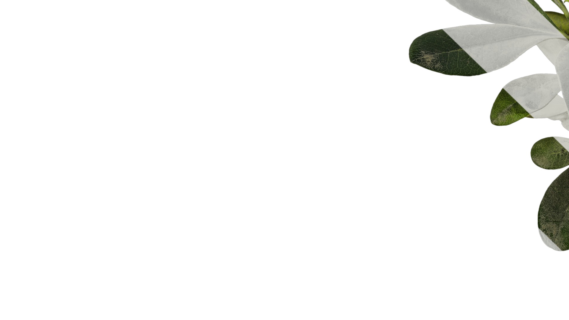 Anydrafts Pittosporum glabratum Atlas 02 Texture_3