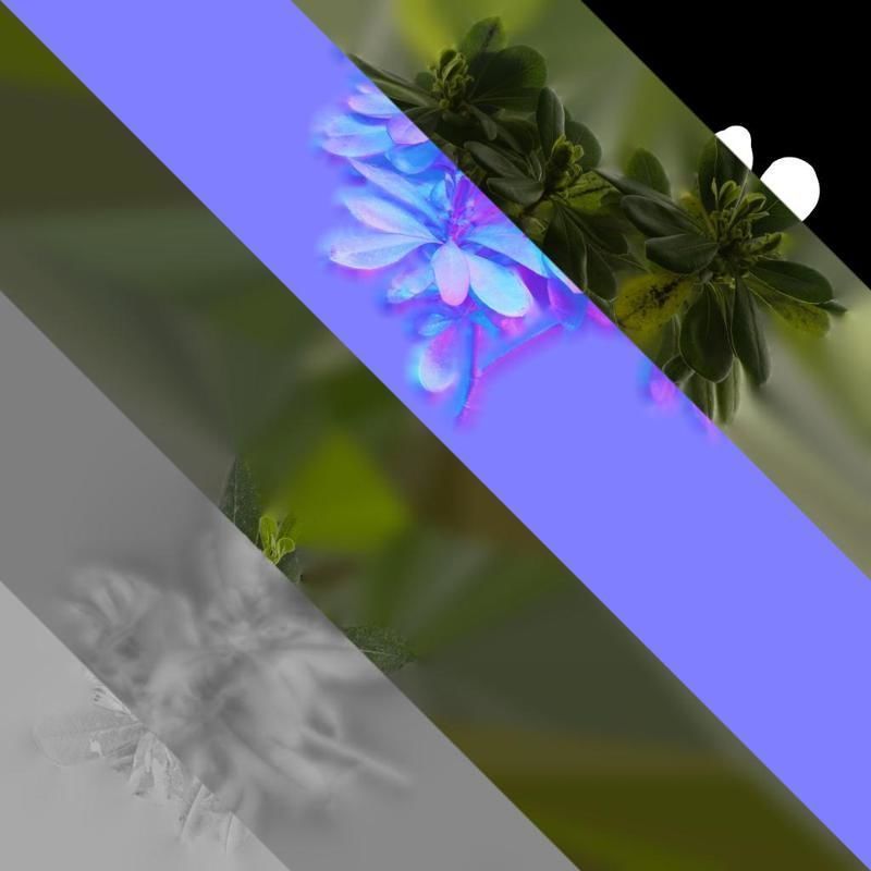 Anydrafts Pittosporum glabratum Atlas 02 Texture_8