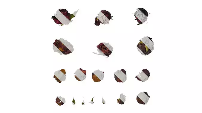 Anydrafts Rosa rugosa Atlas 02