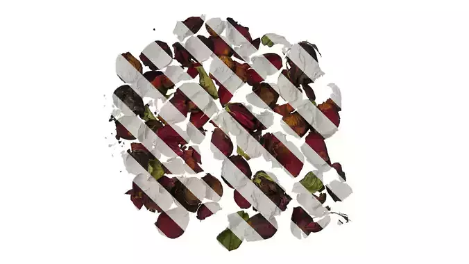 Anydrafts Rosa rugosa Atlas 03