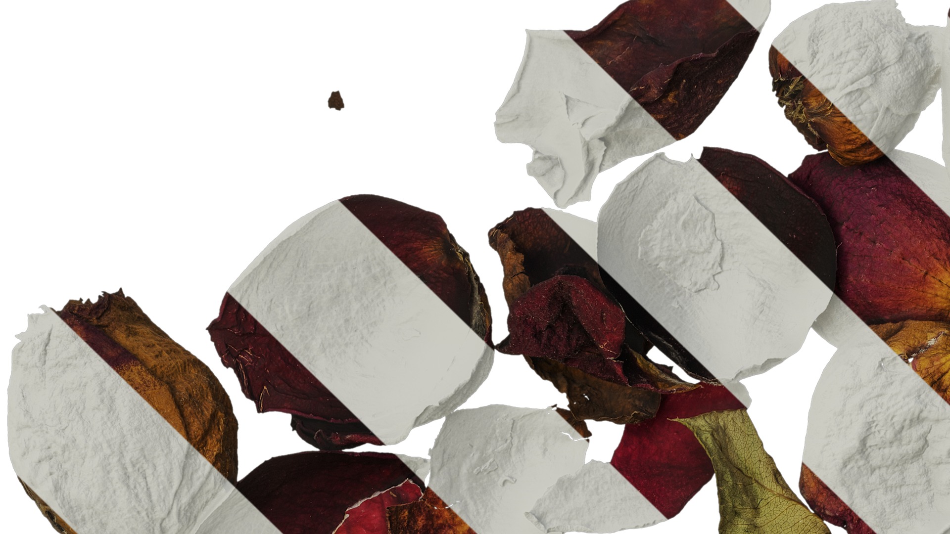 Anydrafts Rosa rugosa Atlas 03 Texture_1