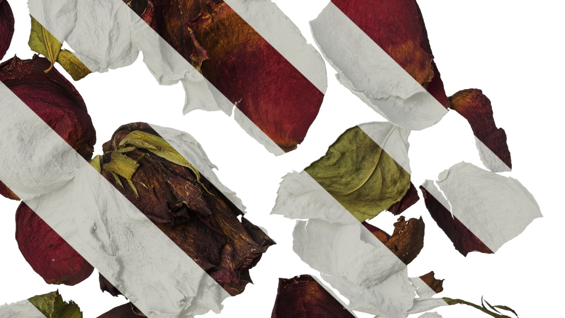 Anydrafts Rosa rugosa Atlas 03 Texture_6