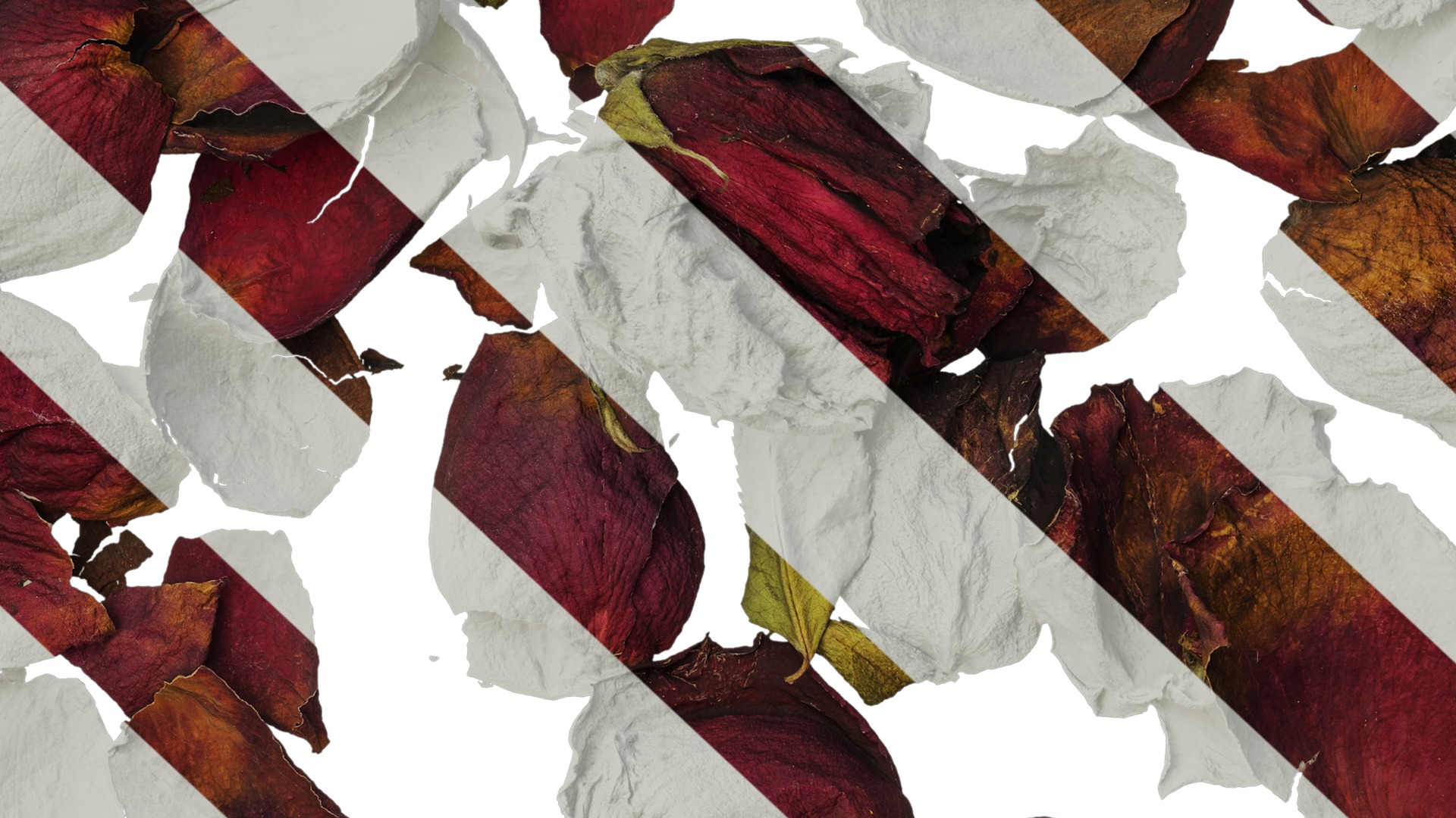 Anydrafts Rosa rugosa Atlas 03 Texture_7