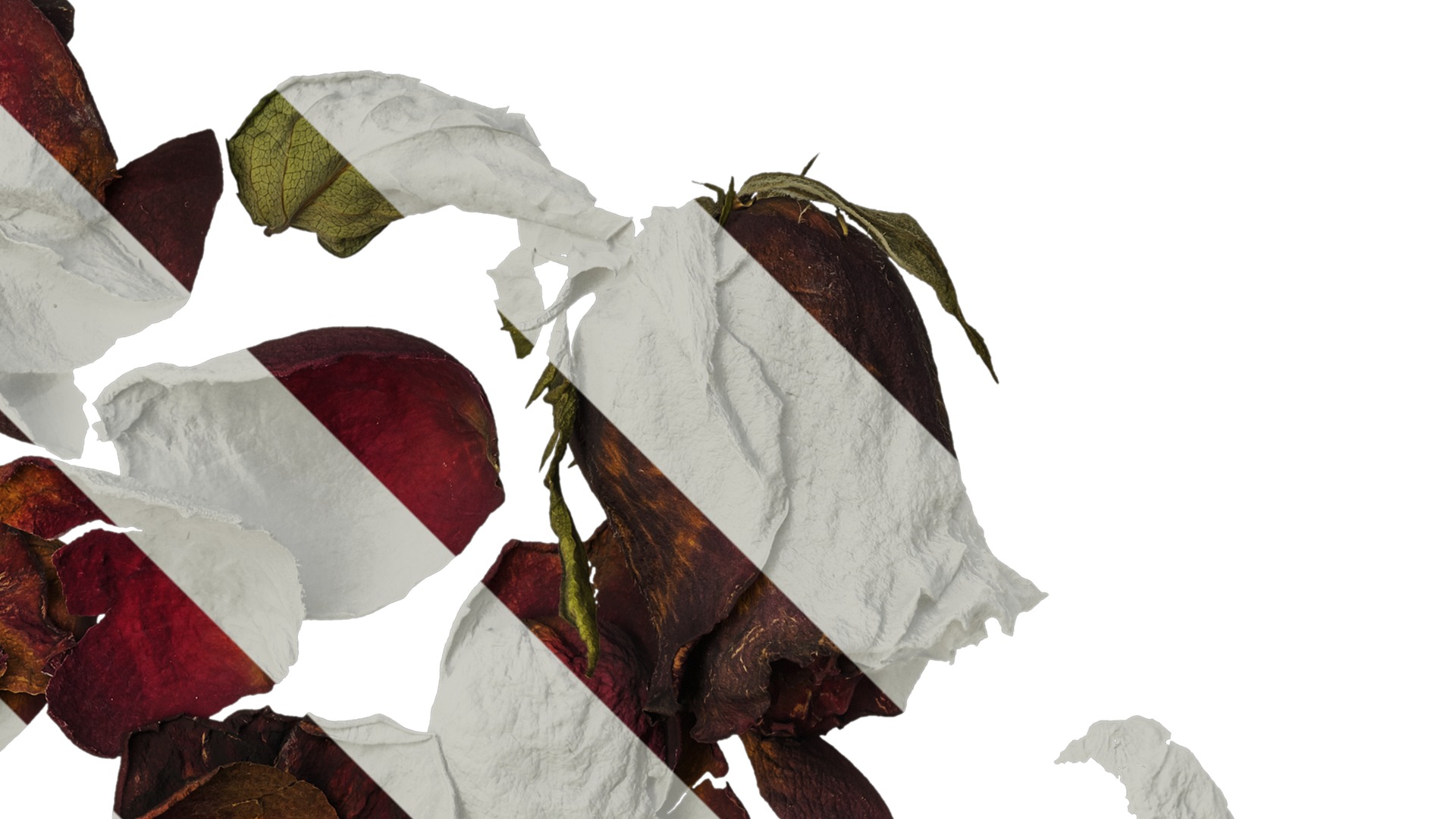 Anydrafts Rosa rugosa Atlas 03 Texture_2