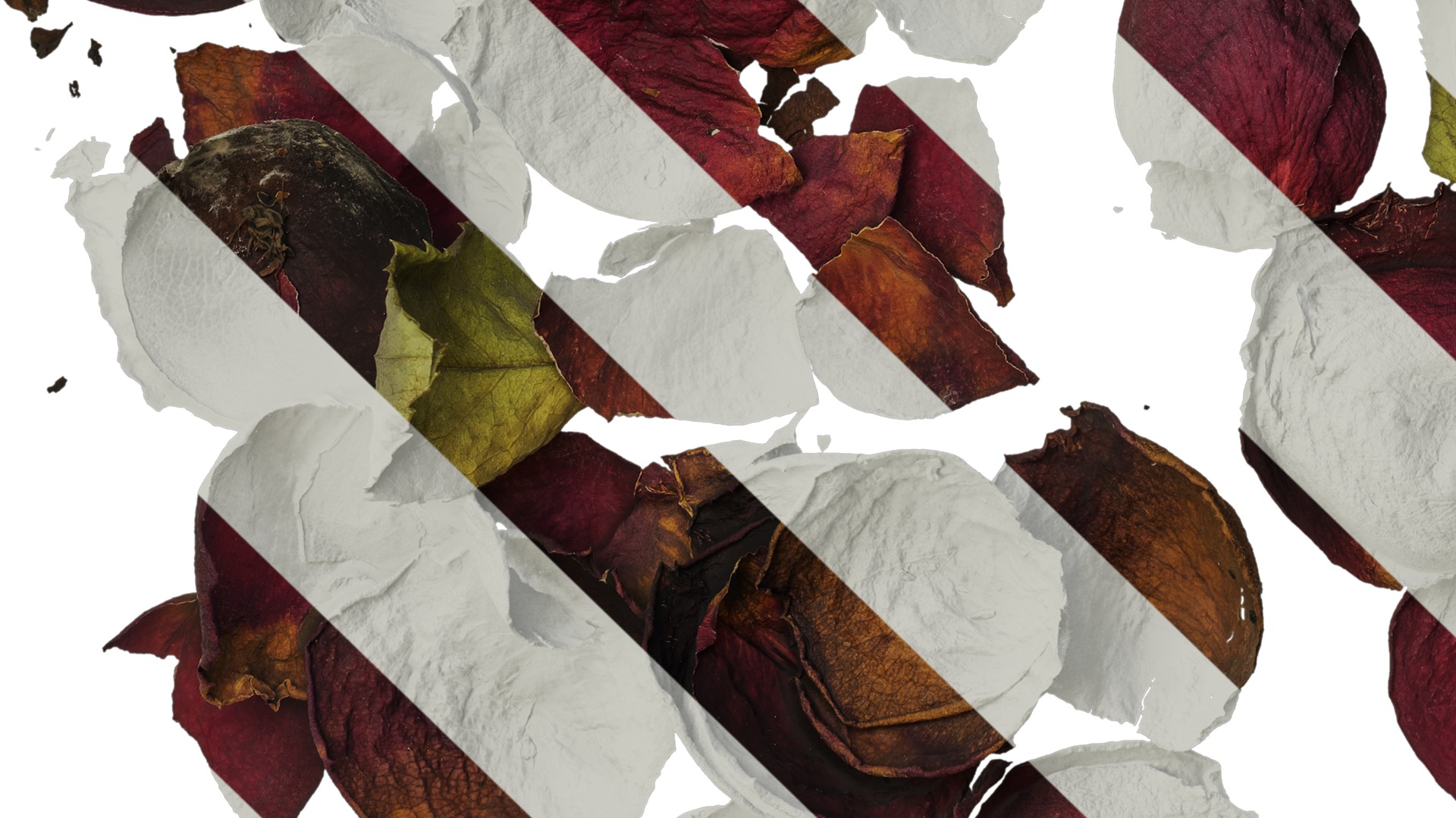 Anydrafts Rosa rugosa Atlas 03 Texture_5